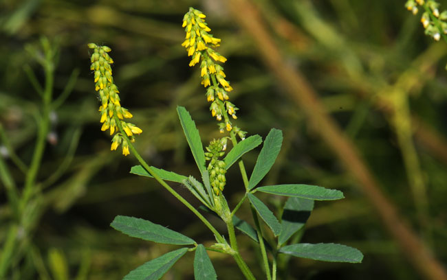 Melilotus officinalis, Yellow Sweetclover